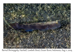 Barred Shrimpgoby