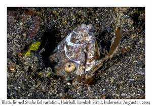 Black-finned Snake Eel variation