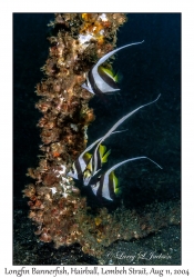 Longfin Bannerfish