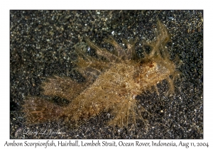 Ambon Scorpionfish