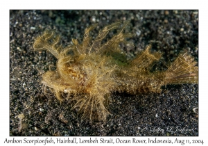 Ambon Scorpionfish
