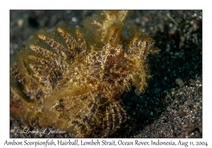 Ambon Scorpionfish
