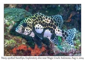Many-spotted Sweetlips