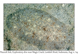 Peacock Sole