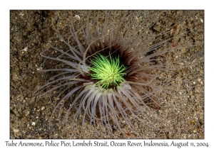 Tube Anemone
