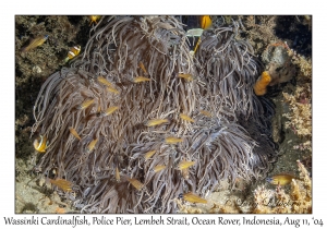 Wassinki Cardinalfish