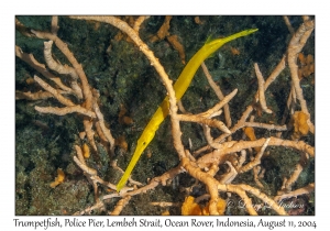 Trumpetfish