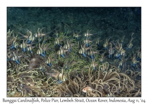 Banggai Cardinalfish