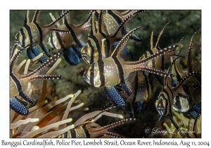 Banggai Cardinalfish