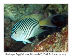 Black-spot Angelfish male