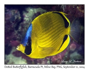 Dotted Butterflyfish