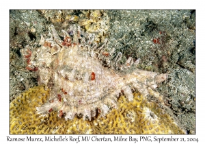 Ramose Murex