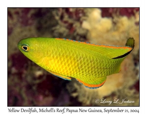 Yellow Devilfish