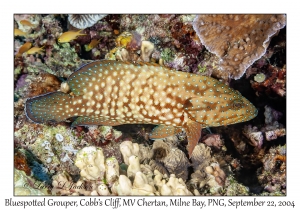 Bluespotted Grouper