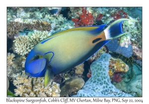 Blackspine Surgeonfish