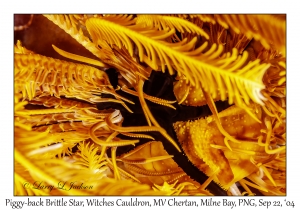 Piggy-back Brittle Star