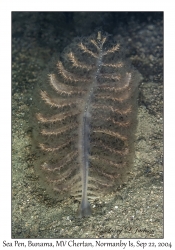 Sea Pen