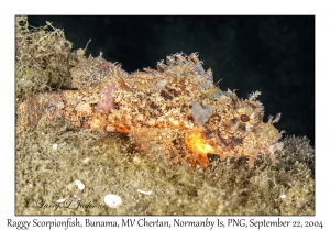 Raggy Scorpionfish
