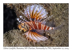 Zebra Lionfish