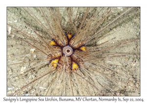 Savigny's Longspine Sea Urchin