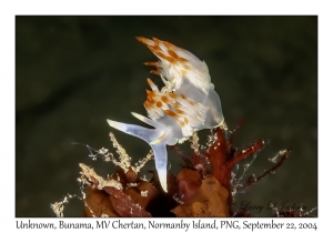 Unknown Nudibranch