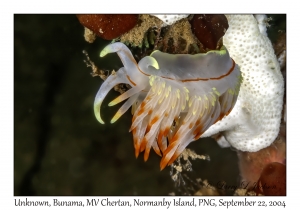 Unknown Nudibranch