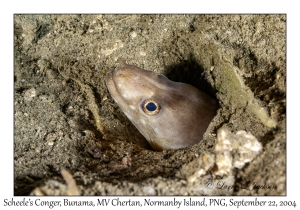 Scheele's Conger