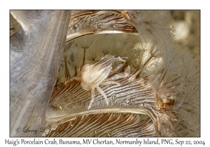 Haig's Porcelain Crab