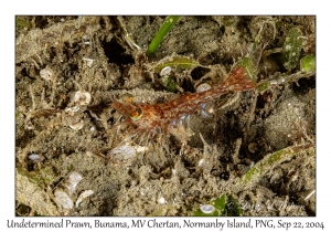 Undetermined Prawn