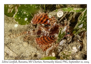 Zebra Lionfish