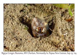Bigeye Conger