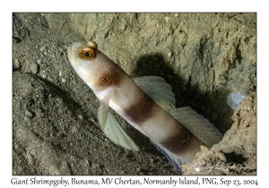 Giant Shrimpgoby