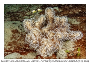 Leather Coral