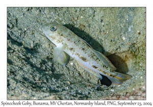 Spinecheek Goby male