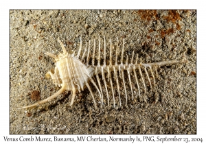 Venus Comb Murex
