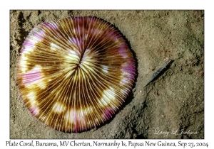 Plate Coral