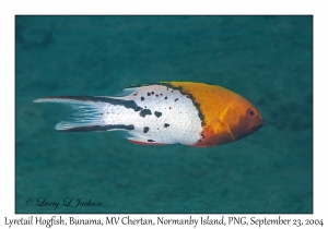 Lyretail Hogfish