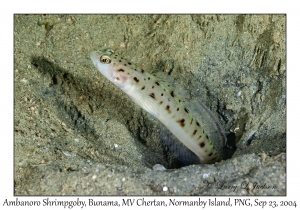Ambanoro Shrimpgoby