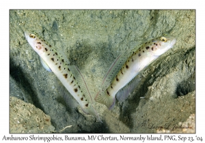 Ambanoro Shrimpgoby