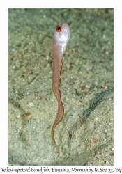 Yellow-spotted Bandfish