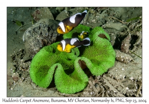 Haddon's Carpet Anemone & Saddleback Anemonefish