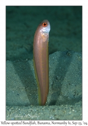 Yellow-spotted Bandfish