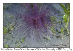 Indian Feather Duster Worm