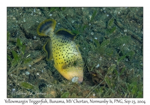 Yellowmargin Triggerfish subadult