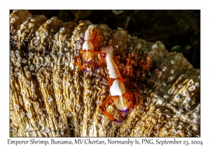 Emperor Shrimp