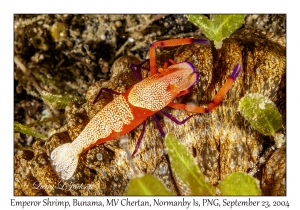 Emperor Shrimp
