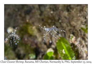 Clear Cleaner Shrimp
