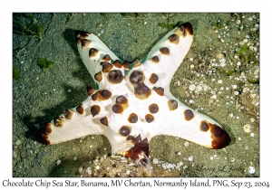 Chocolate Chip Sea Star