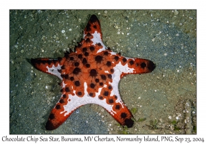 Chocolate Chip Sea Star