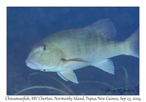 Chinamanfish